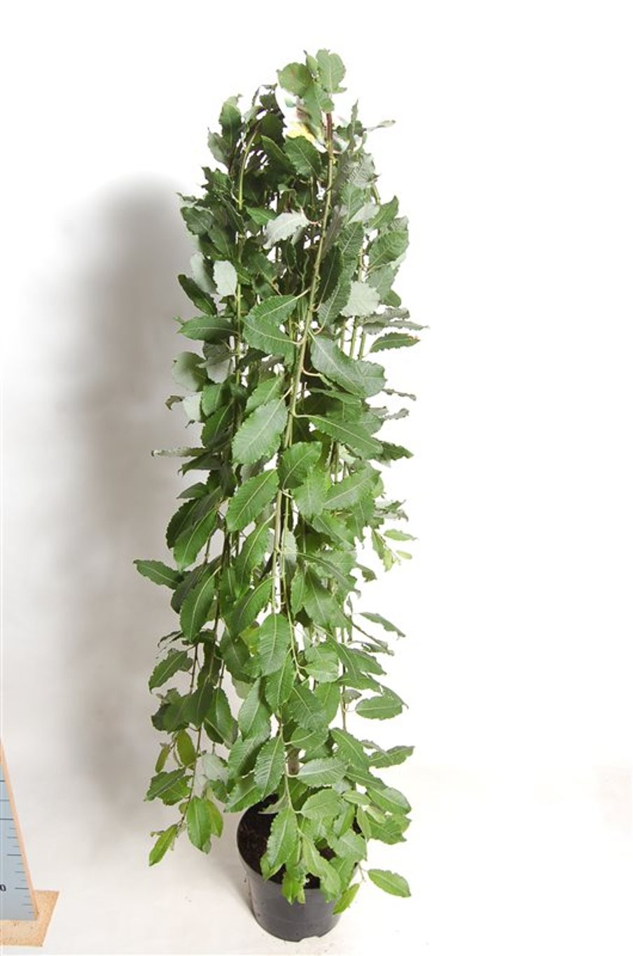 Salix caprea 'Kilmarnock' - 120 CM Stem C7.5